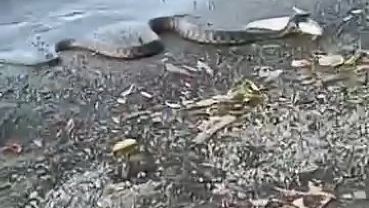 Yılanın balık avı kamerada