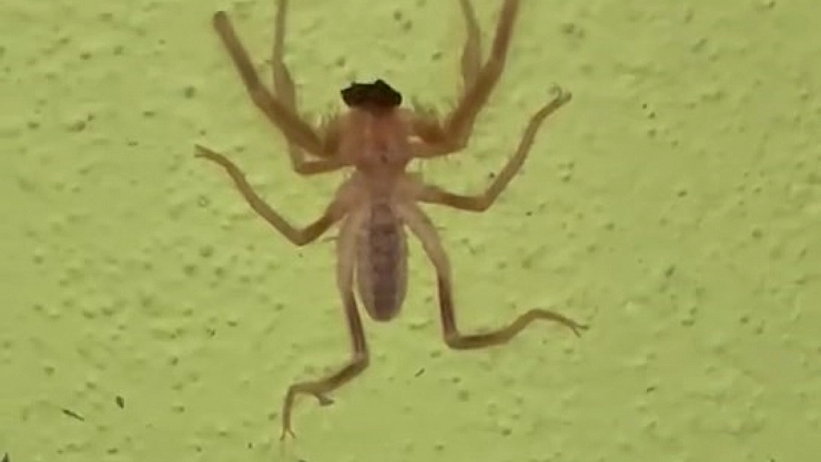 Elazığ'da zehirli etçil sarı kız örümceği görüntülendi