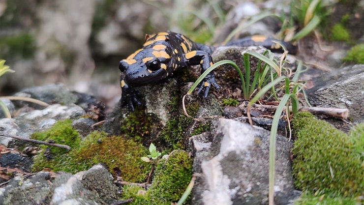 Elazığ, Malatya, Muş, Bingöl ve Bitlis'ten sonra Erzincan'da görüldü..!