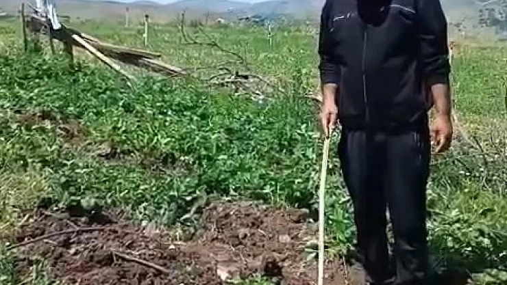 Elazığlı çiftçi, domuzlara sitem etti