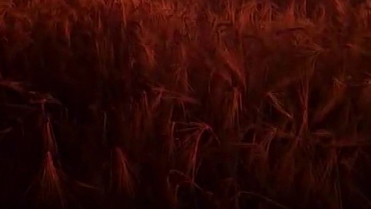 Kıvılcım ekili alanı küle çevirdi