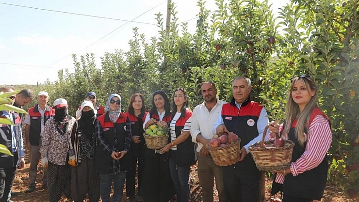Elma hasadı başladı