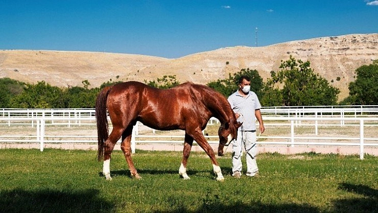 'Özgünhan' Sultansuyu'nun gözdesi