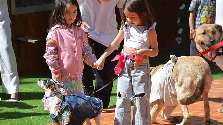 Engelli hayvanların renkli sahneler