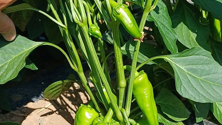 Erzincan'da kapya biber ekilişleri kontrol edildi