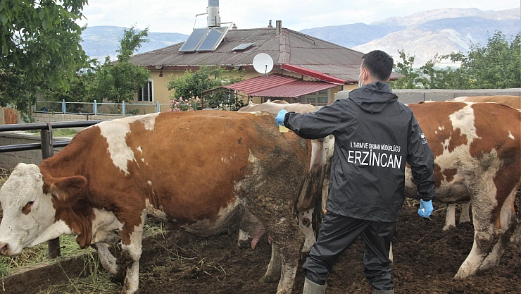 Erzincan'da Şap Aşılama Programı Başlatıldı
