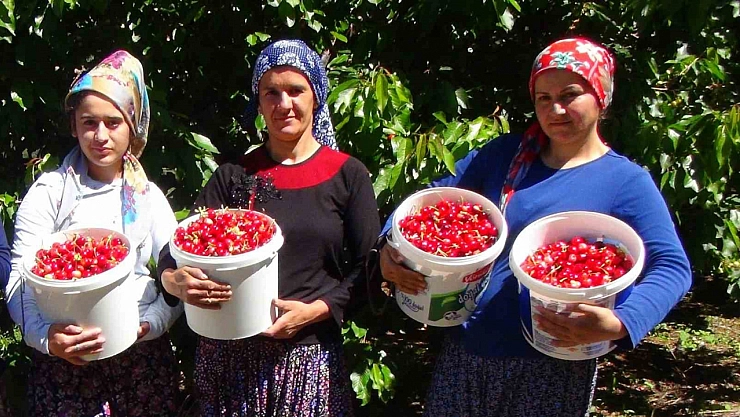 Erzincan'da kiraz hasadı herkesi sevindirdi