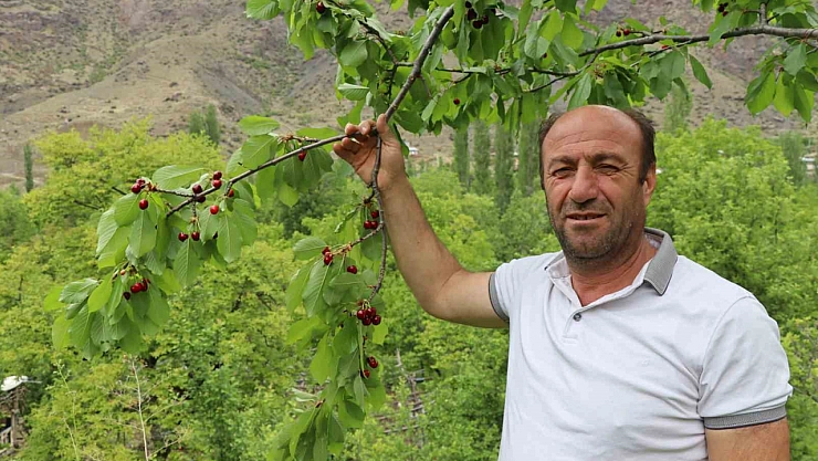 Dağlarında kar, bağlarında kiraz var!