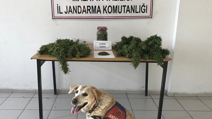 Esrar ve kenevir ele geçirildi