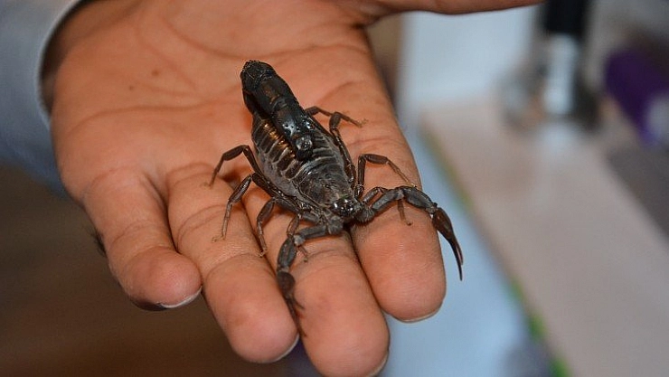 Evde akrep yetiştiriyor