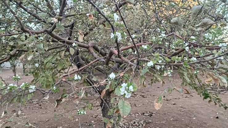 Eylül ortasında çiçek açtı, görenler şaşırdı
