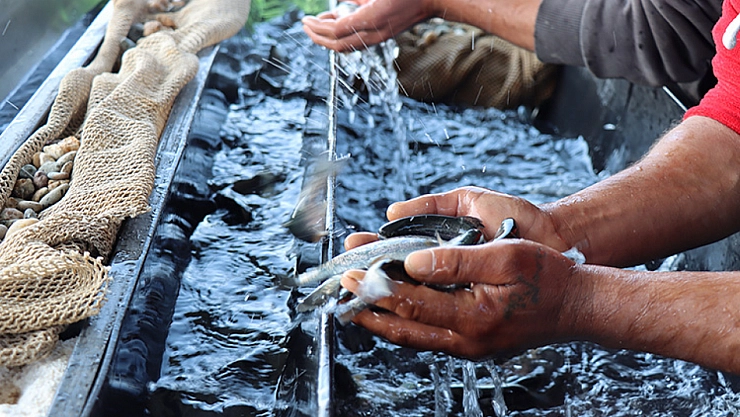 Fırat Nehri'nde üretiliyor! Dünyaya ihraç ediliyor..!