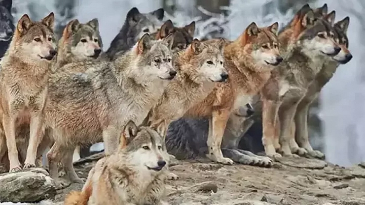 Galatasaraylılar Bulamadı, Peki Malatyalılar Bulabilecek Mİ? 7 Saniyede Bulabilen Var Mı?