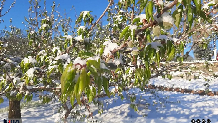 Malatya'da geçim kaynağına don darbesi: Kayısıda büyük kayıp