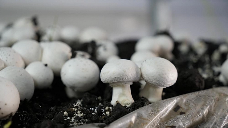 Genç Girişimci Mantarcılıkla Bölgenin İhtiyacını Karşılıyor!