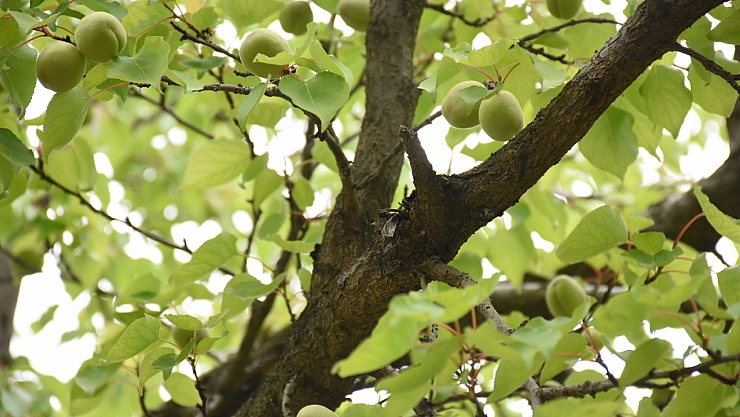 Malatya'ya Has Lezzet Sofralara Konuk Oluyor!