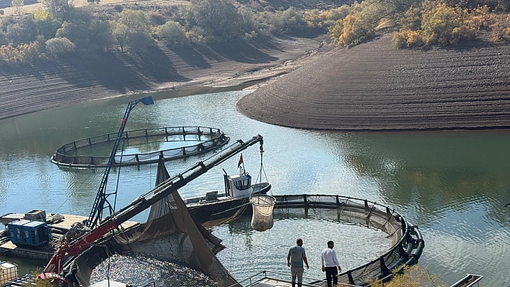 Gölde 200 tonluk balık hasadı