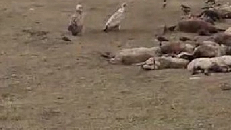 Göle'de kara akbaba sürüsü görüntülendi