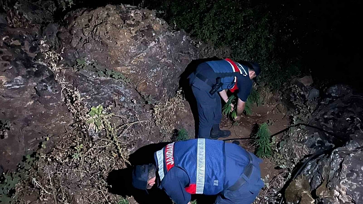 167 kök Hint keneviri ele geçirildi