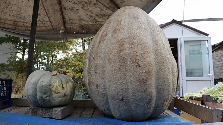 Görenler şaşırdı! Ata tohumundan yetişti, 51 kilograma ulaştı