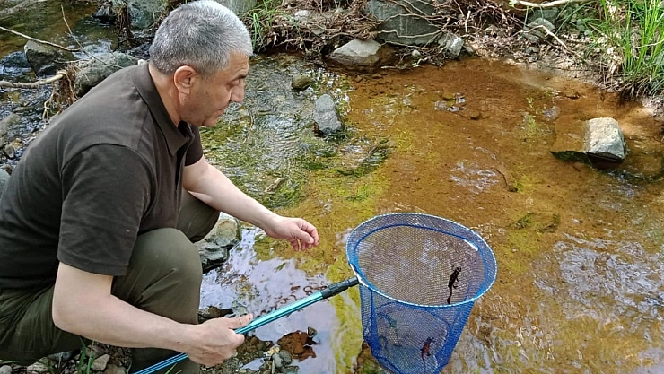Gözler  benekli semenderde