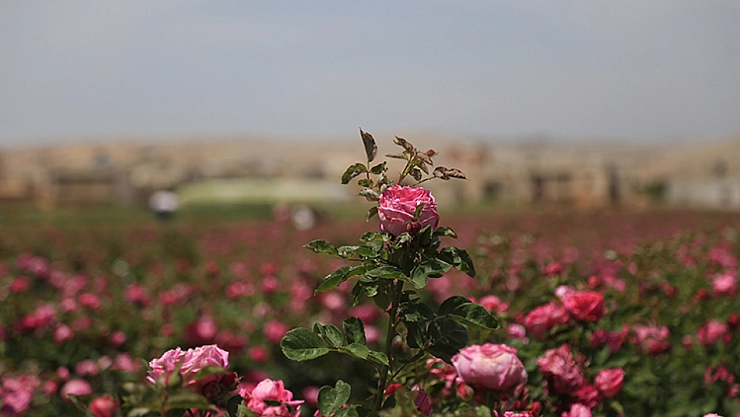 Gül bahçeleri yeni gelir kapısı oluyor