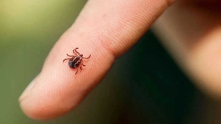 Gündemden düşmüyor: Bakan'dan son dakika kene açıklaması!