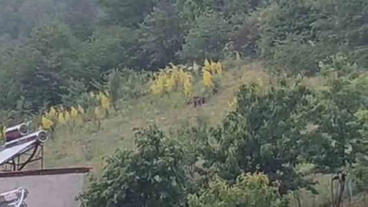 Gündüz vakti şaşırtan misafirler kameraya takıldı