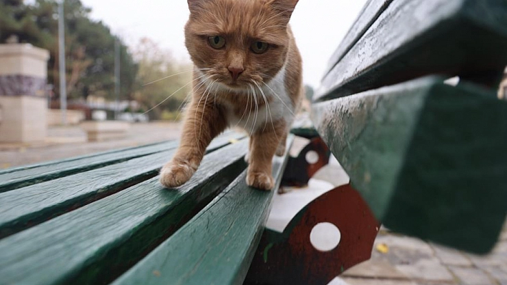 Harput'tan Kedili Manzaralar