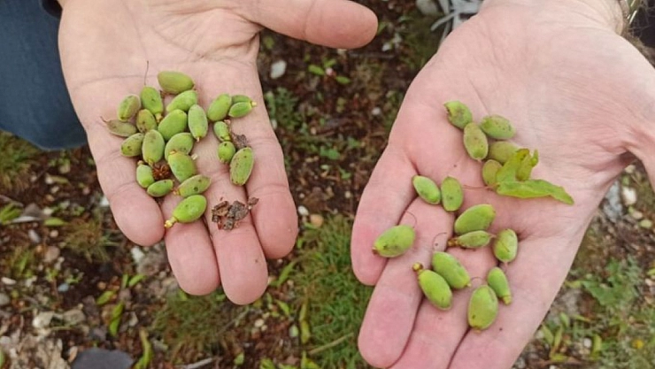 Hasar tespitler başladı: Malatya'daki üreticiler mağdur edilmeyecek…