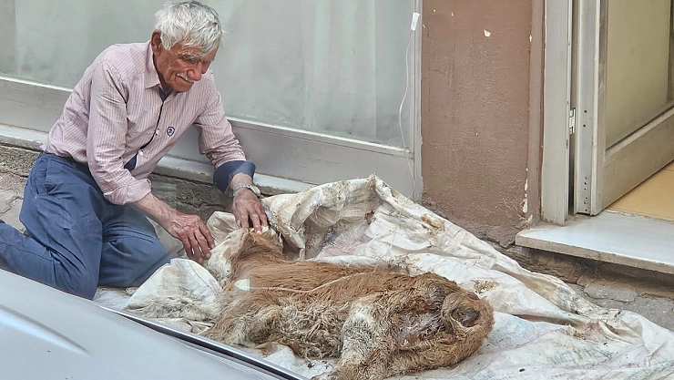 Hasta buzağısına bebek gibi sarıldı, başucunda gözyaşı dökerek bekledi
