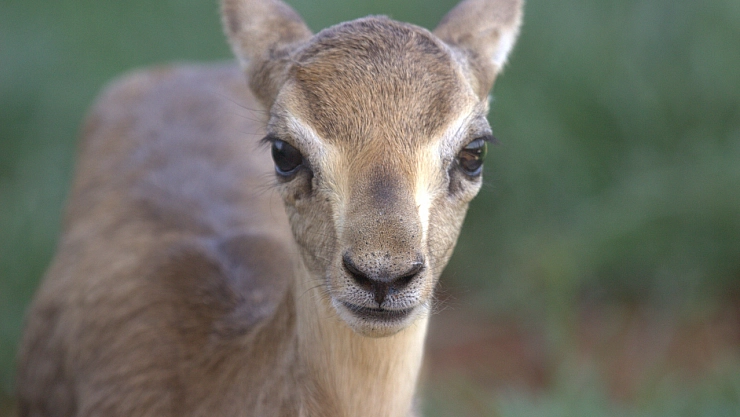 Hatay dağ ceylanlarının sayısı her geçen yıl artıyor