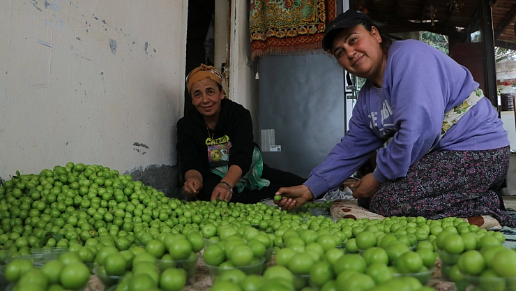 Hataylı çiftçiden yurt dışına erik ihracatı