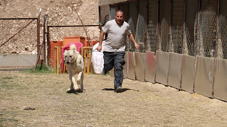 Hava değişiklikleri Kangalları depresyona soktu