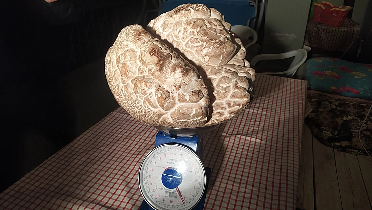 'Hayatımda ilk defa gördüm' dedi, görenler gözlerine inanamadı