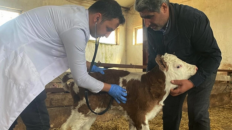 Hayvancılıkta yeni dönem! Buzağılar için özel teknik uygulanacak!