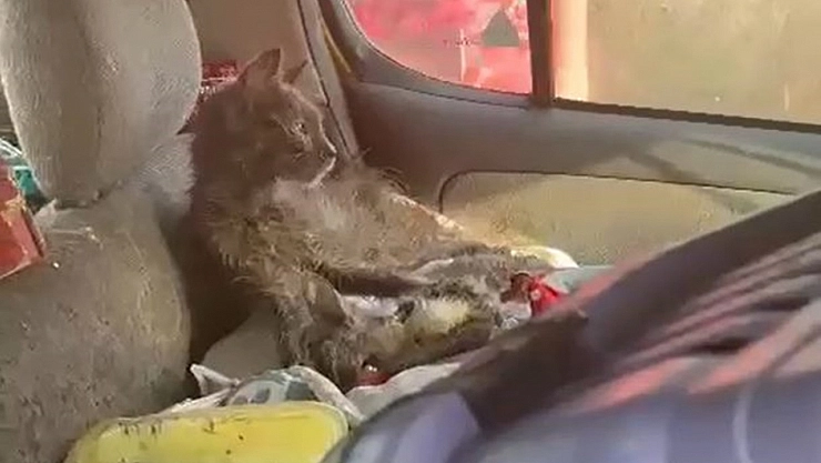 'Hayvanlara kötü muamele' iddiası