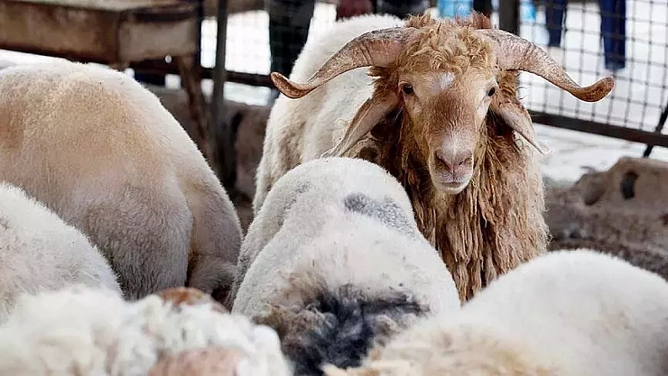 Hazırlıklar tamam: Kurban derileri için özel ekip geliyor!