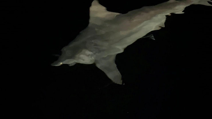 Heyecanla yakaladığı köpek balığını denize bıraktı