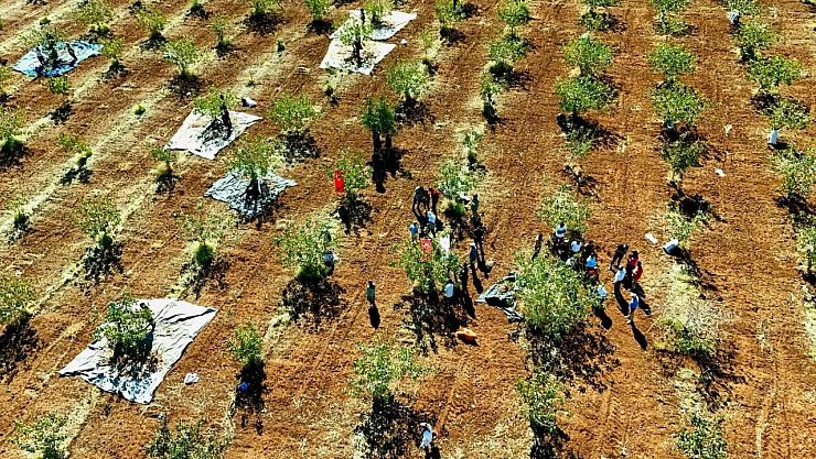 İdil'de fıstık hasadı başladı