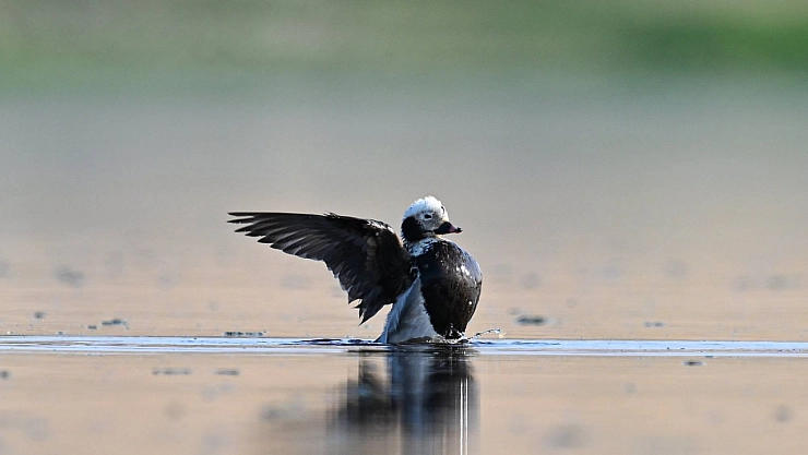 İlk defa görüldü... 'Telkuyruk' kuşunu görmek için Malatyalı gözlemciler kente akın etti