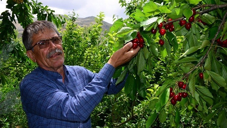 İlk hasat yurtdışına