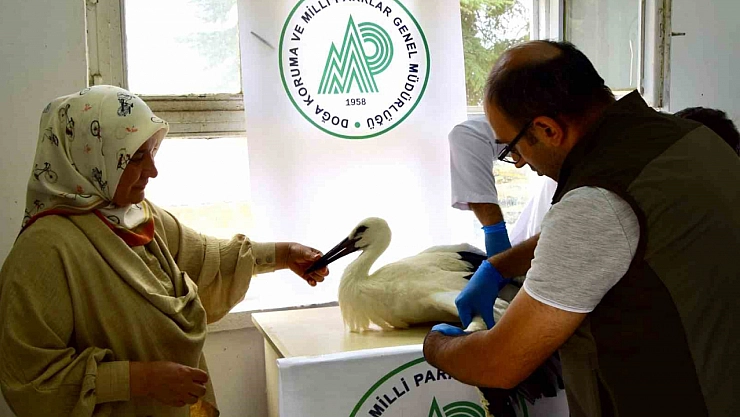 Kale'de leylek yavrusunun ilk uçuşu hüsranla bitti