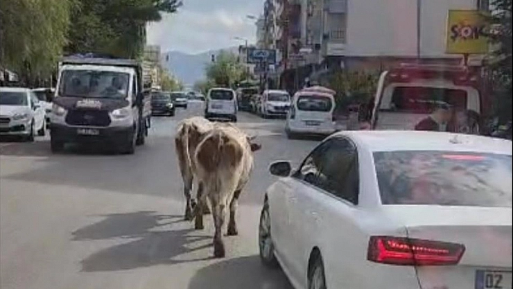 İnekler trafiği birbirine kattı