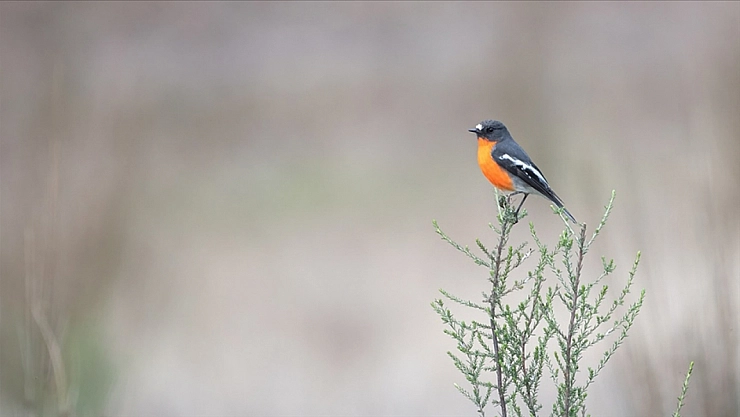 İnsanlar 130 Bin Yılda Yüzlerce Kuş Türünü Yok Etti!