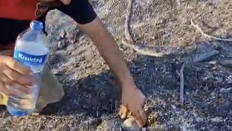 İtfaiyeciden, alevler içinde mahsur kalan kaplumbağaya can suyu