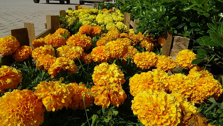 İzmir'den getiriliyor! Malatya'da satılıyor..!