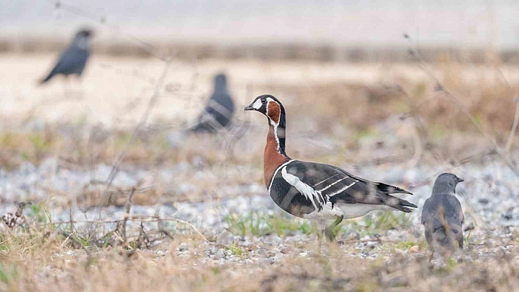 Sibirya kazı fotoğraflandı