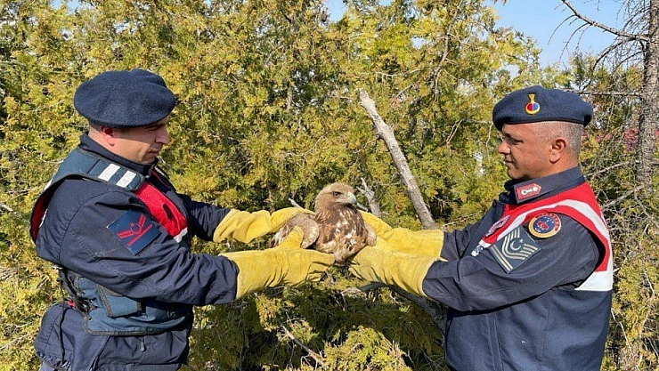Malatya'da kartal koruma altına alındı