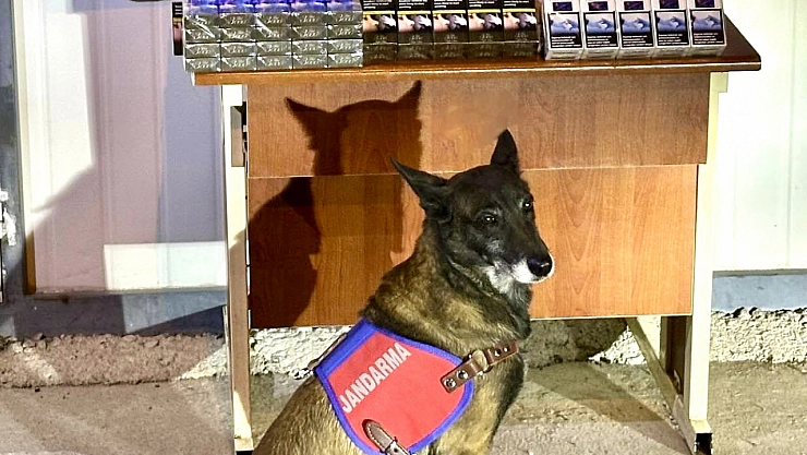 Jandarmadan kaçak sigara operasyonu: 800 paket ele geçirildi